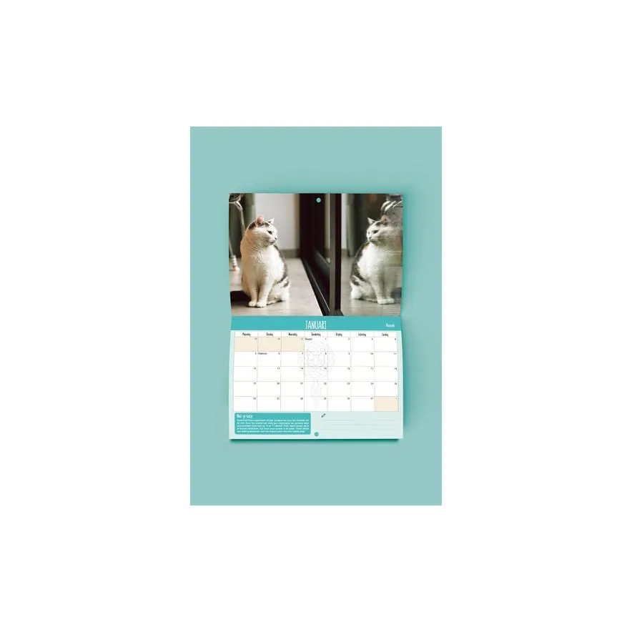 [DreamCATchers] Kalender 2026