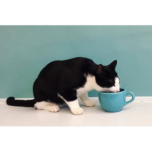 [DreamCATchers] Donatie a