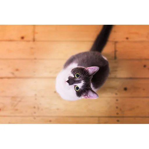 [DreamCATchers] Donatie e