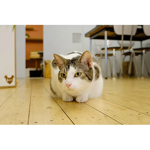 Donatie d - meter/peterschap