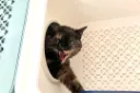 A wishlist for Ella