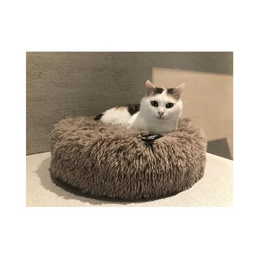 [DreamCATchers] Wishlist 2: Hannah