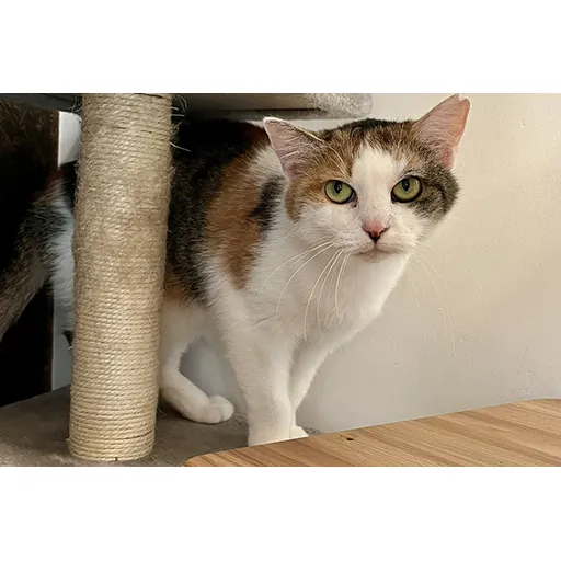 [DreamCATchers] Wishlist 4: Truffel